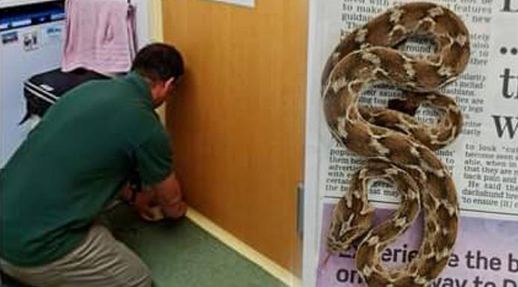 Deadly Viper Found In Shipping Container Sent From India To UK