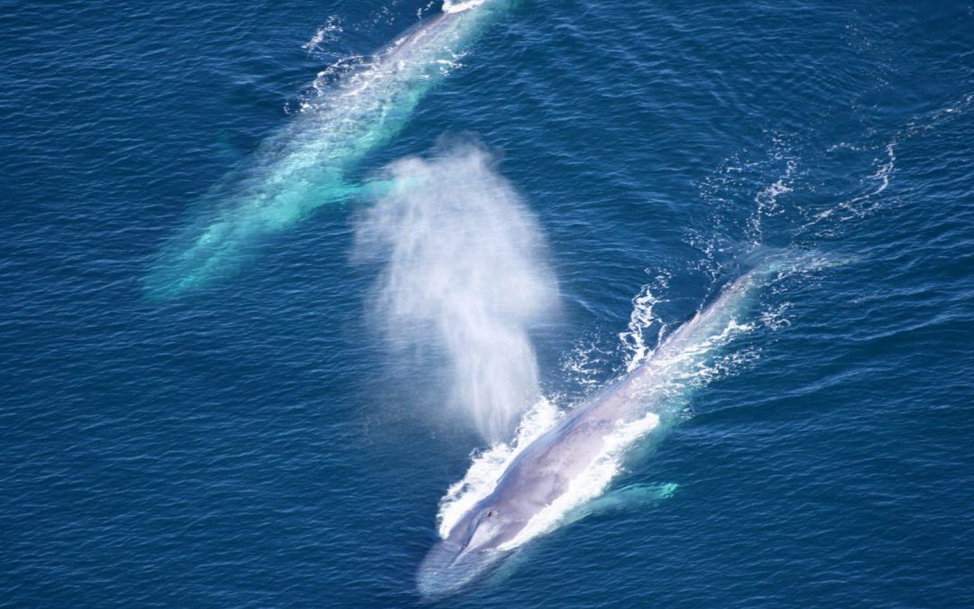 Global Shipping Companies Reduced Speeds Off California Coast To Protect Blue Whales And Blue Skies