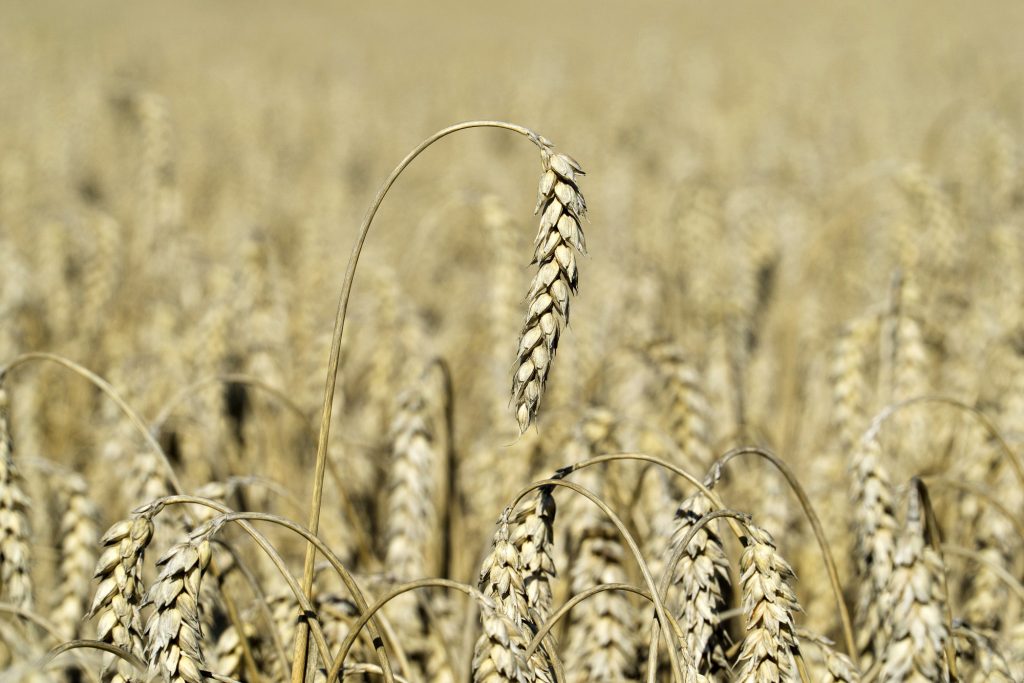 Russia wheat crop seen staying high in 2024 at 90 mln tons- Agritel