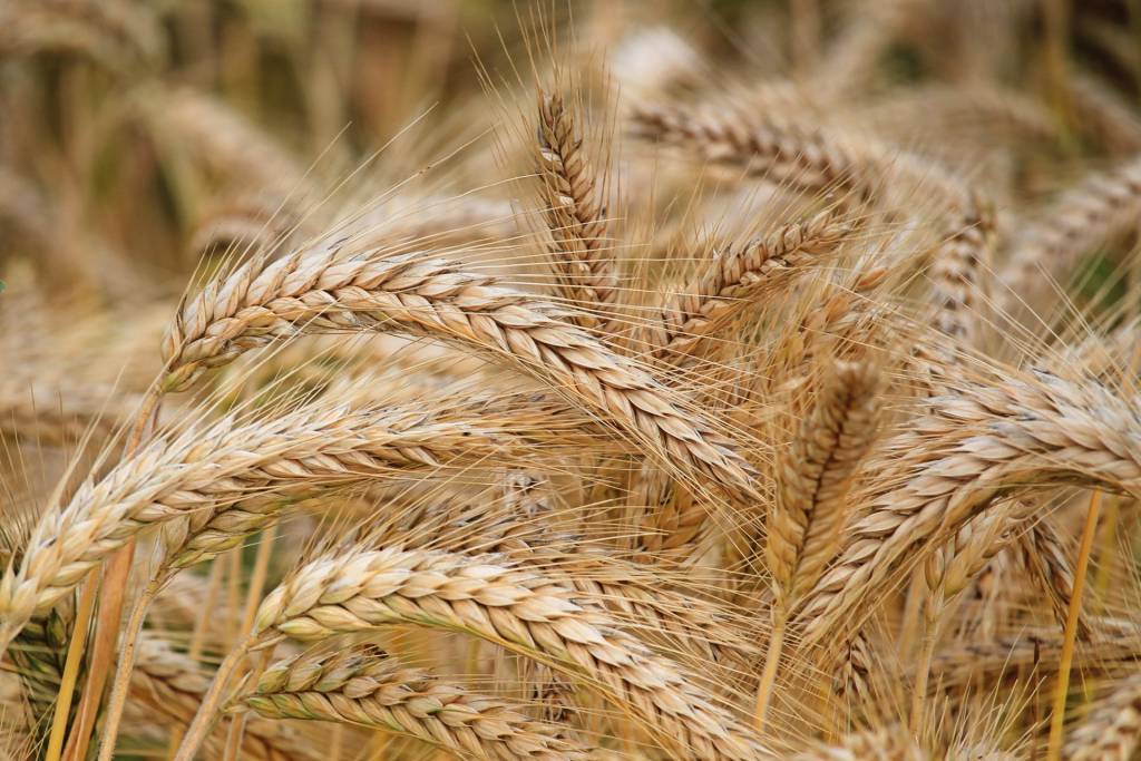 Wheat Rises On Technical Buying In Rebound From Six-Month Low