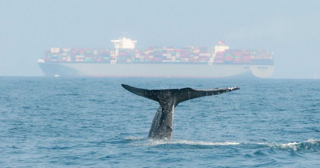 MSC Is Rerouting Its Ships. To Save Blue Whales