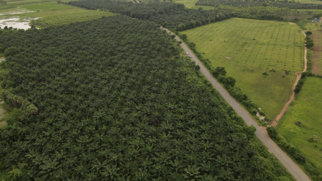 Telangana’s ambitious palm oil strategy to help India reduce import