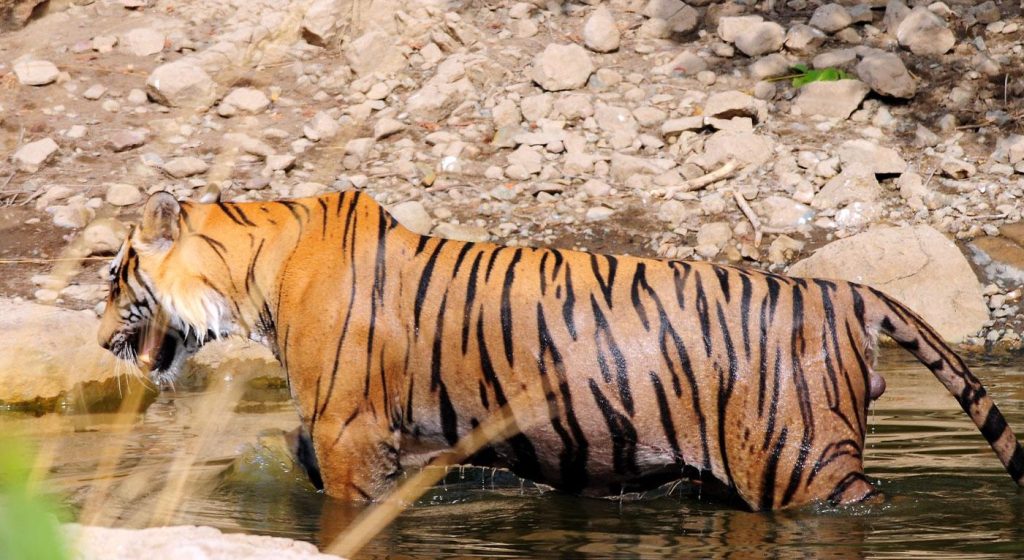 Jodhpur Safari Park’s Only Tigress Dies of Heat Stroke