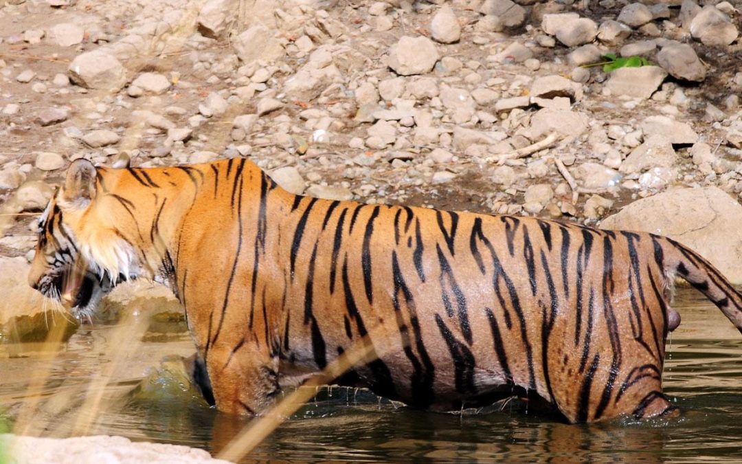 Jodhpur Safari Park’s Only Tigress Dies of Heat Stroke