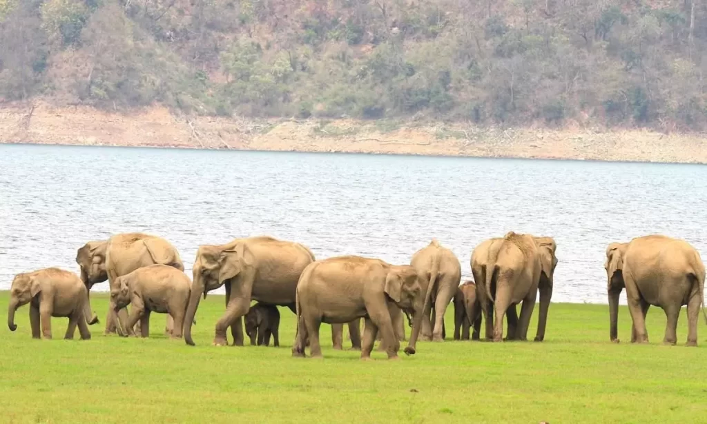 PM Modi Vows to Ensure Safe Habitats for Elephants on World Elephant Day