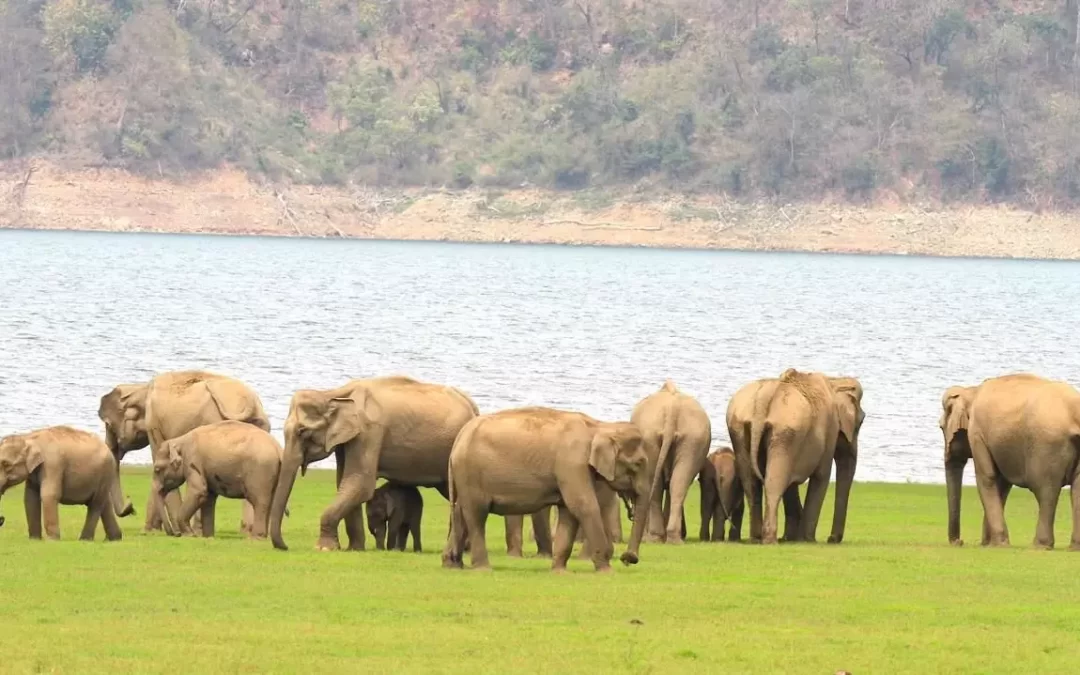 PM Modi Vows to Ensure Safe Habitats for Elephants on World Elephant Day