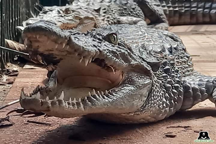 Crocodile Spotted on House Roof in Vadodara Amid Rising Waters: Gujarat Floods