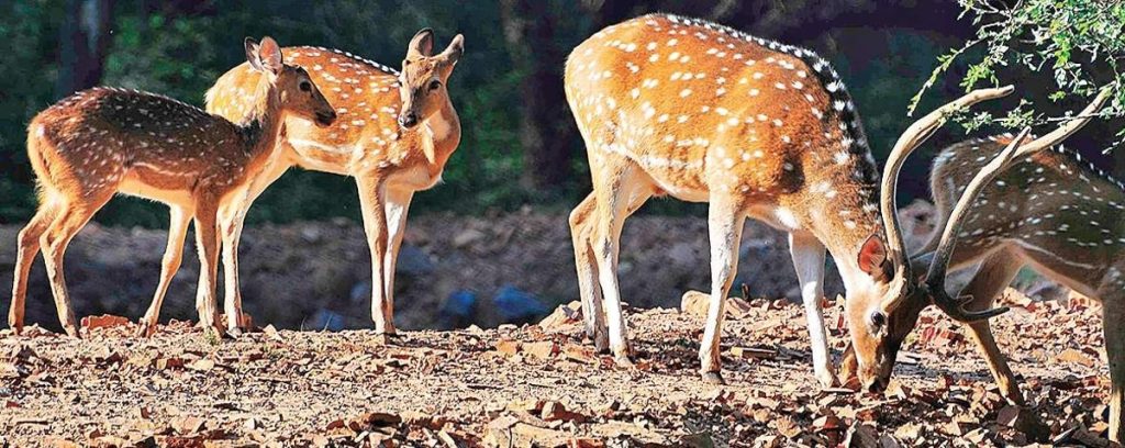 Forest Department Takes Action Against Illegal Deer Hunting in Nagarahole