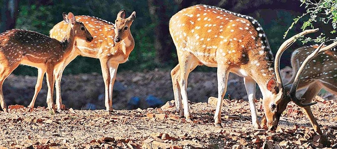 Forest Department Takes Action Against Illegal Deer Hunting in Nagarahole