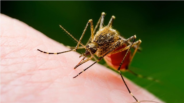 BRS Calls for Health Emergency as Dengue Cases Surge in Telangana