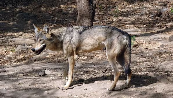 Bahraich: Man-Eating Wolves’ Latest Victim Was A 3-Year-Old Girl