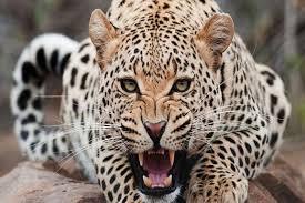 Udaipur Leopard Declared Maneater, Shoot-at-Sight Orders Issued