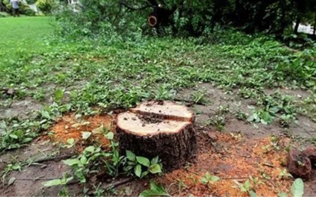 Two Men Electrocuted While Attempting to Steal Sandalwood Trees: Police