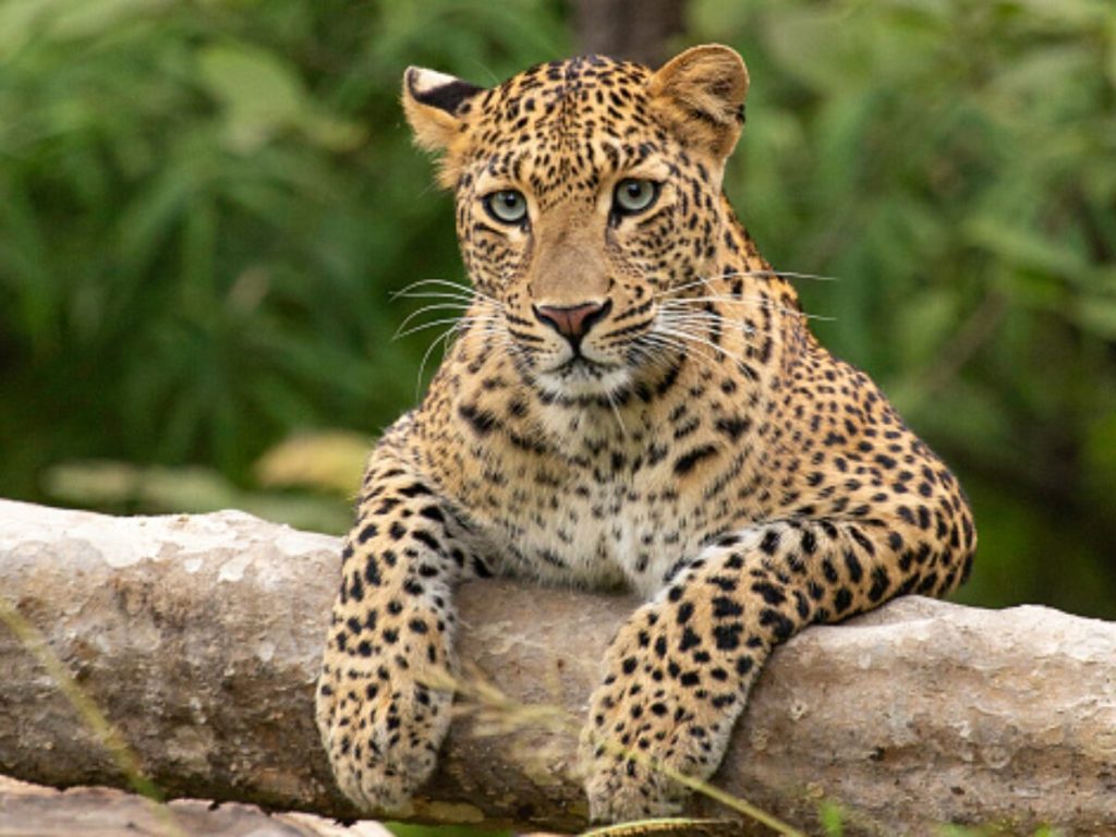 Woman Killed in Leopard Attack in Nelamangala; Search Efforts Intensify