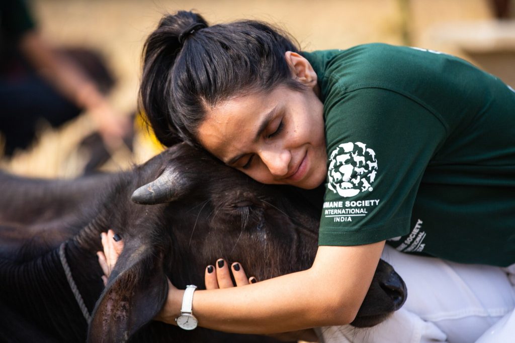 Over 750 Animals Rescued from Mass Sacrifice, But 4,200 Buffaloes Slaughtered at Religious Festival in Nepal