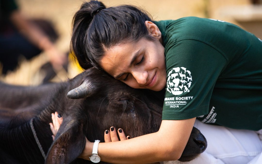 Over 750 Animals Rescued from Mass Sacrifice, But 4,200 Buffaloes Slaughtered at Religious Festival in Nepal