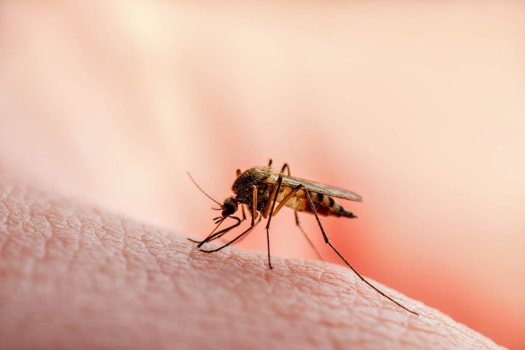 Malaria Burden in India Drops from 10 to 2 States/UTs: Government