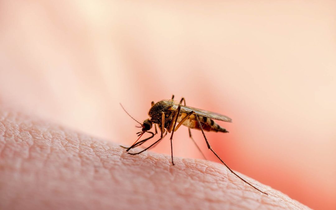 Malaria Burden in India Drops from 10 to 2 States/UTs: Government