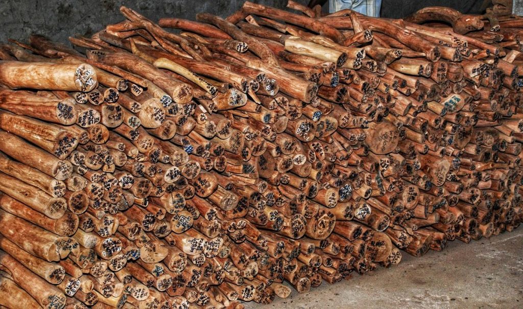 Forest Department Seizes Over 400kg of Sandalwood from Cauvery Emporium