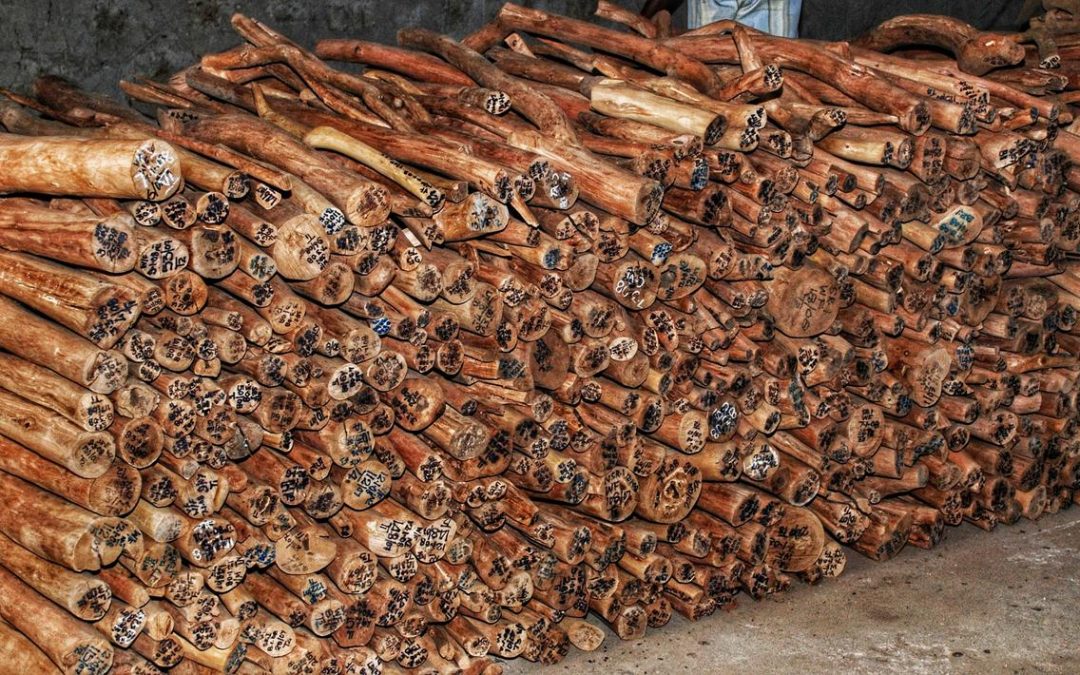 Forest Department Seizes Over 400kg of Sandalwood from Cauvery Emporium