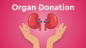 Central Government Employees Entitled to 42 Days Leave for Organ Donation