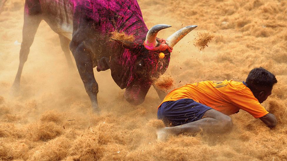 7 Dead, Over 400 Injured in Bull-Taming Events Across Tamil Nadu