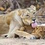 In the past two years, 286 lions have died in Gujarat